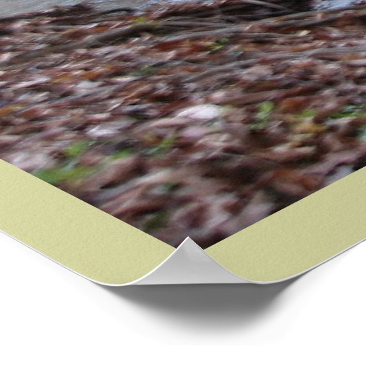 Poster Where the Red Fern Grows (Coin)