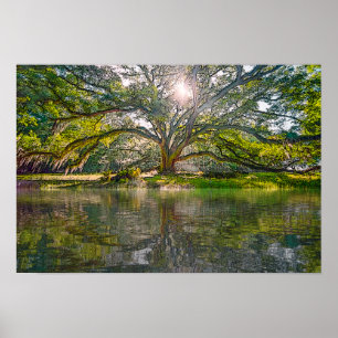 Poster Where The Willow Tree Grows