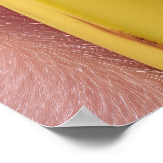 Poster Whimsical Banana and Pink Monkey (Coin)