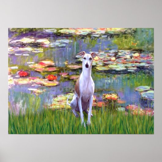 Poster Whippet (marron-blanc) - Lys 2 (Devant)