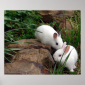 Poster Whisper de lapin (Devant)