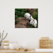 Poster Whisper de lapin (Cuisine)