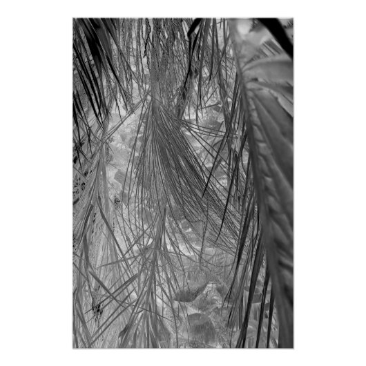 Poster Whispers Des Tropiques (Devant)