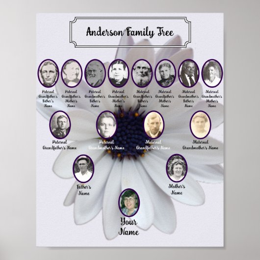 Poster White African Daisy Oval Ancestor Photos (Devant)