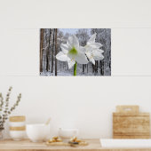 Poster White Amaryllis and Snow I (Cuisine)