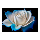 Poster White and Blue Rose (Devant)