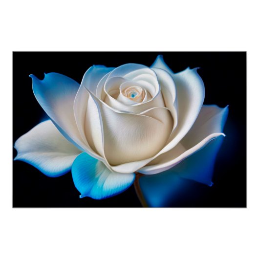 Poster White and Blue Rose (Devant)