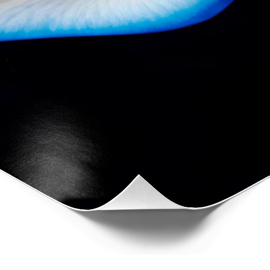 Poster White and Blue Rose (Coin)