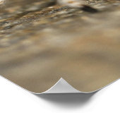 Poster White and Orange Jumping Spider (Coin)