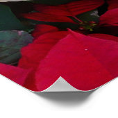 Poster White and Red Poinsettias (Coin)