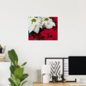 Poster White and Red Poinsettias (Bureau à domicile)