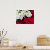 Poster White and Red Poinsettias (Cuisine)