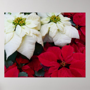 Poster White and Red Poinsettias