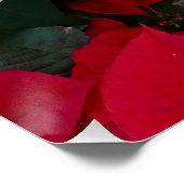Poster White and Red Poinsettias (Coin)