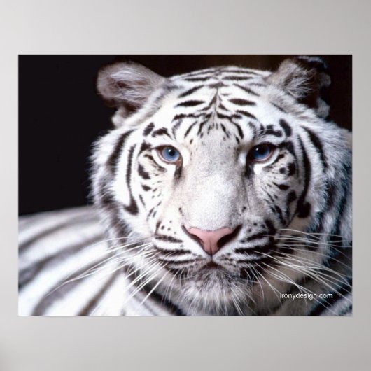 Poster White Bengal Tiger Photographe (Devant)