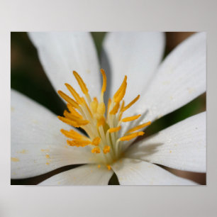 Poster White Bloodroot Flower Close Up