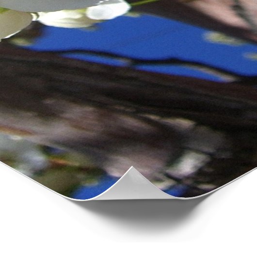 Poster White Blossoms II (Coin)