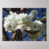 Poster White Blossoms II (Devant)
