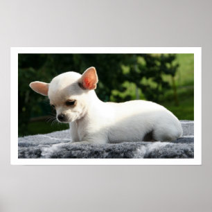 Poster White Chihuahua Lying in Sun