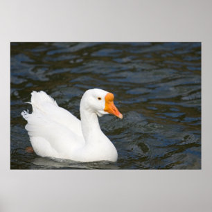 Poster White Chinese Goose