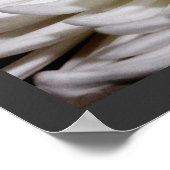 Poster White Chrysanthemum Flower Mums Flowers Photo (Coin)