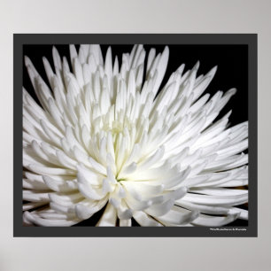 Poster White Chrysanthemum Flower Mums Flowers Photo