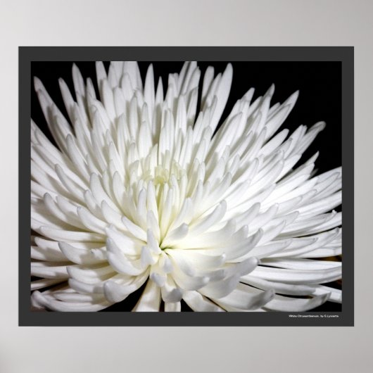Poster White Chrysanthemum Flower Mums Flowers Photo (Devant)