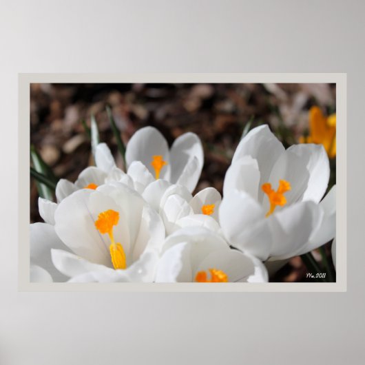 Poster white crocus flowers (Devant)