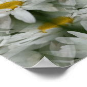 Poster White Daisy Raindrops Fleur Abstrait (Coin)