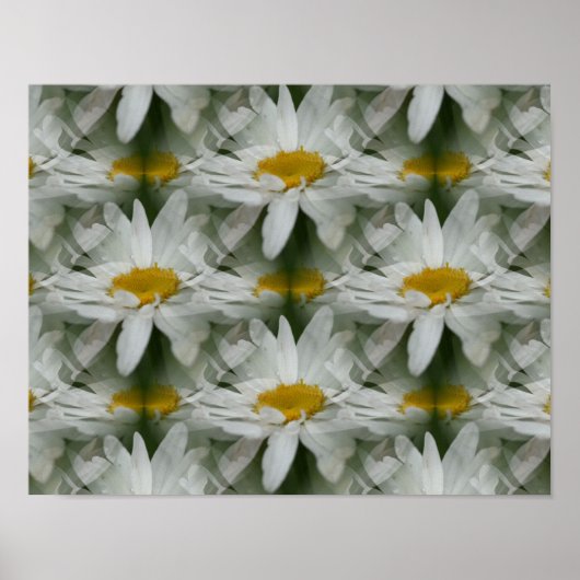 Poster White Daisy Raindrops Fleur Abstrait (Devant)