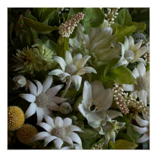 Poster White Flannel Flower, Arabicum & Phylica Botanical