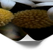 Poster White Flannel Flower, Arabicum & Phylica Botanical (Coin)