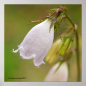Poster White Harebell (Devant)