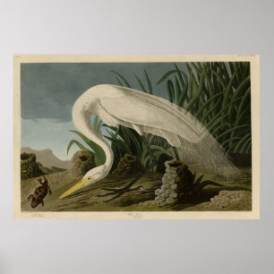 Poster White Heron, Great Egret, Audubon Birds of America