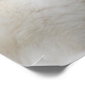 Poster White Husky Dog Belle photographie (Coin)