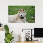 Poster White Husky Dog Belle photographie (Bureau à domicile)
