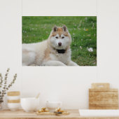 Poster White Husky Dog Belle photographie (Cuisine)