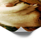 Poster White Koala Beer (Hoek)