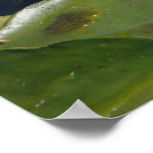 Poster White Lily (Coin)