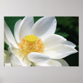 Poster White lotus (Devant)