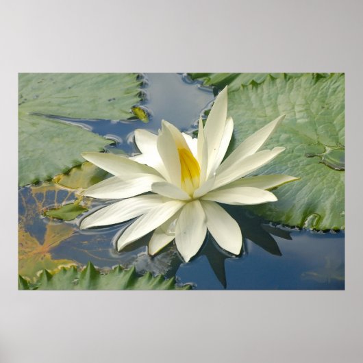 Poster White lotus (Devant)