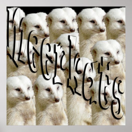 Poster White Meerkat Army Et Logo, (Devant)