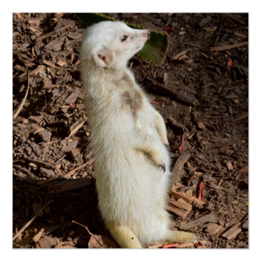 Poster White Meerkat Standing, (Devant)