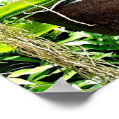 Poster White Moon Orchid  (Coin)