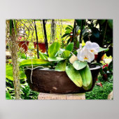 Poster White Moon Orchid  (Devant)