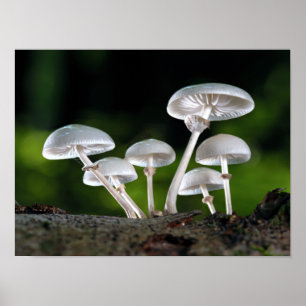 Poster White Oyster Autumn Mushrooms