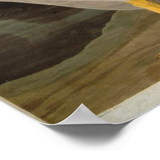 Poster White Pelican, John James Audubon (Coin)