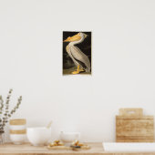 Poster White Pelican, John James Audubon (Cuisine)
