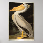Poster White Pelican, John James Audubon (Devant)