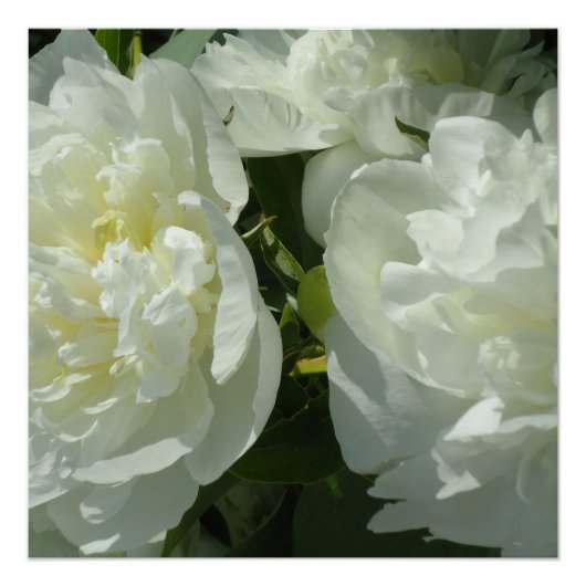 Poster White Peonies, photo florale (Devant)